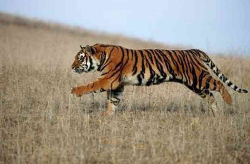 Here is the changing nature of the tigers यहां गन्ना के खेत मे रहने वाले बाघों के बारे में सबसे बड़ा खुलासा, हर कोई हैरान है