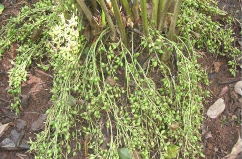 Cardamom एक माह में 1400 रुपए प्रति किलो महंगी हुई ये चीज, भाव 2700 रुपए पार, लोगों की पहुंच से हुई बहुत दूर