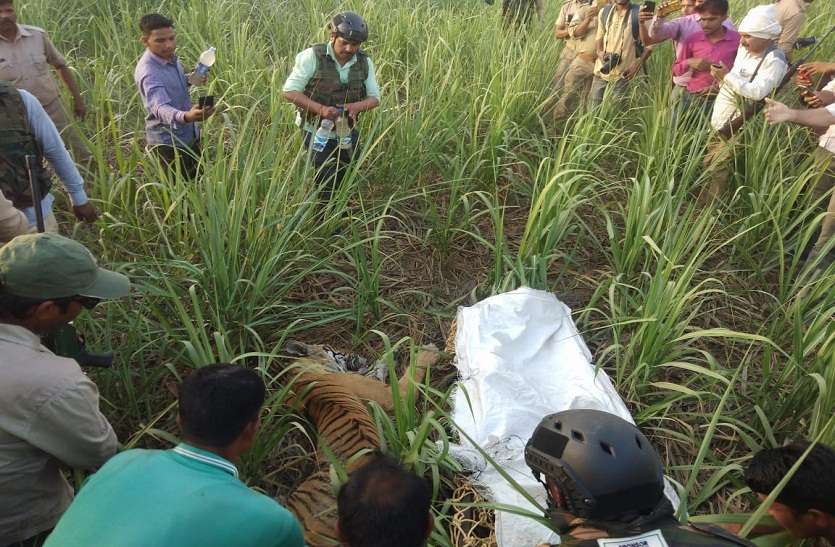Forest department gets success,Caught a tiger attacking humans वन विभाग को मिली कामयाबी, पकड़ा गया इंसानों पर हमला करने वाला बाघ