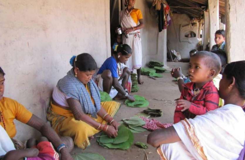 Bags and tribals from the area gathered in Harasona वनांचल में हरासोना एकत्रित करने में जुटे क्षेत्र के बैगा व आदिवासी