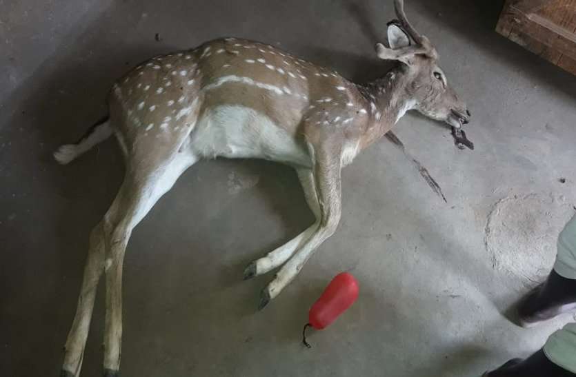 patrika #Wild Animal : भूख-प्यास से शहर पहुंचा चीतल को कुत्तों ने नोच खाया