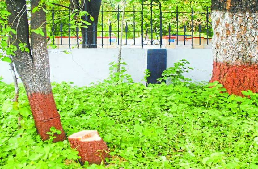 indore मेट्रो ट्रेन के लिए उखाड़ दिए इतने पेड़