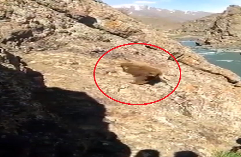 bear पहाड़ पर फंसे भालू के साथ लोगों ने किया ऐसा बर्ताव, वीडियो हो गया वायरल