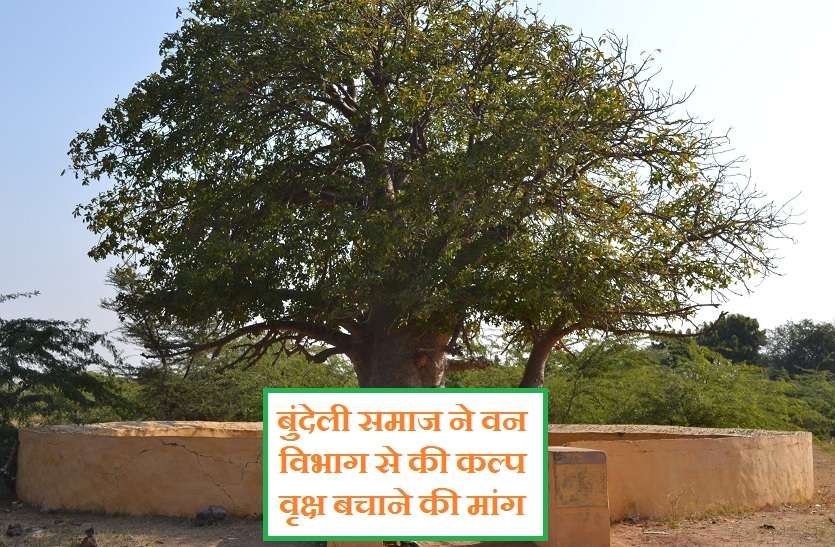Bundeli society demands safe of Kalpvriksh from forest department बुंदेली समाज ने वन विभाग से की कल्प वृक्ष बचाने की मांग, वैज्ञानिक व समाजसेवी पहुंचे सिचौरा गांव