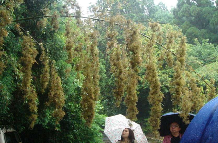 after bamboo flowers seen in the forest of bastar villagers worried एक दुर्लभ फूल के खिलने से पूरे गांव में छा गया दहशत का माहौल, जानें किस प्रकोप से डर रहे हैं इस गांव के लोग