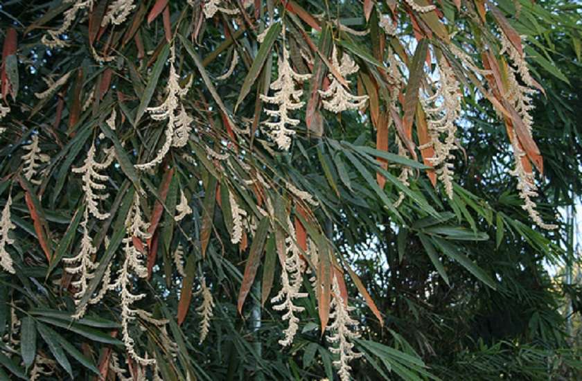 bamboo flowers