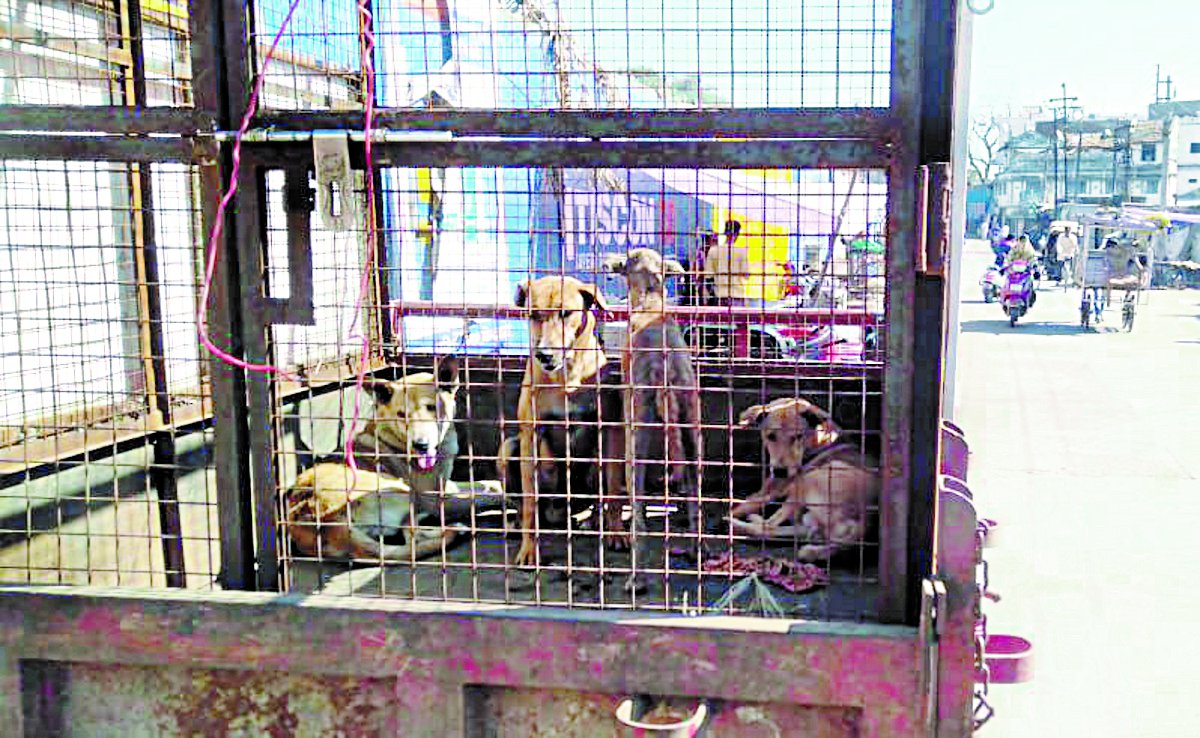150 injections taken in 12 days कुत्तों का आतंक, 12 दिनों में लग गए 150 इंजेक्शन