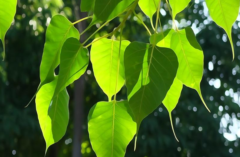 pipal tree