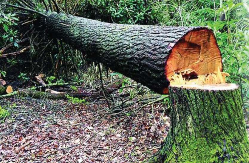 gree tree cutting सड़क चौड़ीकरण के लिए दे दी गयी 5 हजार पेड़ों की बलि, बदले में एक भी नहीं लगाए