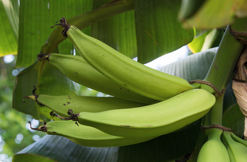 banana कई रोगों से लड़ने में कारगर है केला