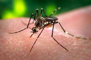 malaria malaria