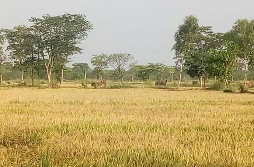 Wild Elephants महासमुंद में आतंक मचाने के बाद धमतरी पहुंचा जंगली हाथियों का दल, ग्रामीणों में दहशत