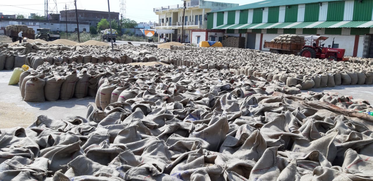 - Even after transporting 1.2 million quintals, only Rs. फिर रुका गेहूं परिवहन का काम, खुले में पड़ा 2 लाख क्विंटल अनाज