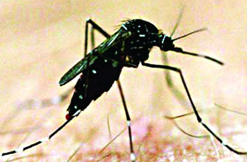 Avoid using dengue to protect these methods डेंगू से करना है बचाव तो इन तरीकों को अपनाएं