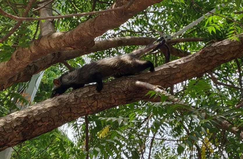 sarswatinagar dhar सरस्वती नगर में कबरबिज्जू से मचा हंगामा