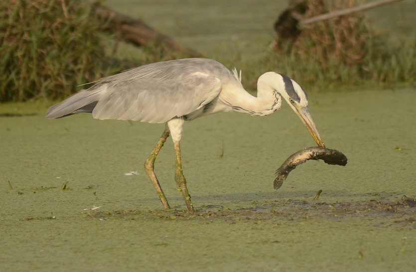 bharatpur पर्यटकों के लिए घना आज रहेगा बंद