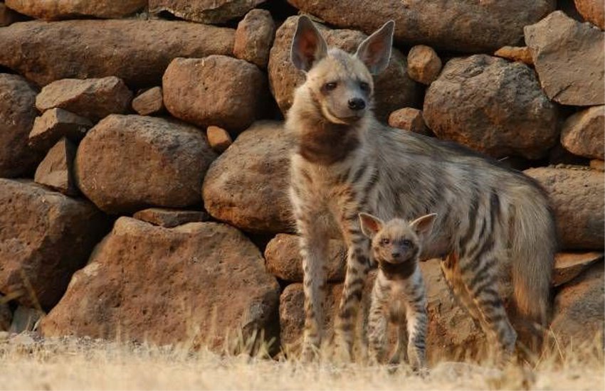 water crisis : Wild animals coming from the highway and village पानी की तलाश में जंगल से भटककर हाइवे और गांव तक आ रहे जंगली जानवर, बन रहे मौत का शिकार