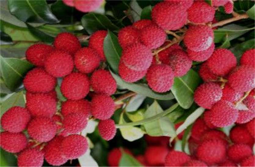 Litchi गर्मियों में शरीर को ठंडा रखता है ये फल, स्वाद के साथ सेहत का बेस्ट कॉम्बिनेशन