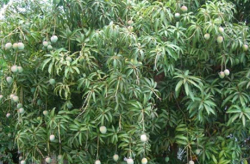 maldah mango मालदह के आम पर चढ़ा रहे कार्बाइड ,बागवानी विभाग ने जताई चिंता