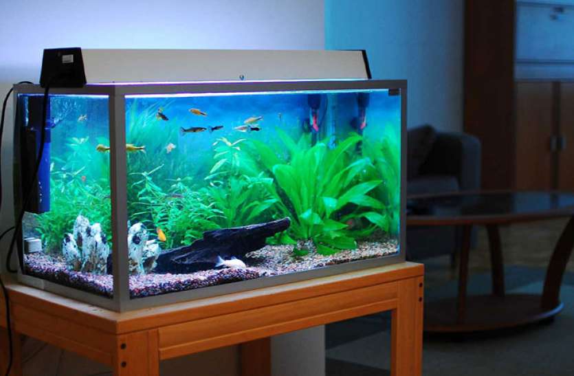 Fish Aquarium Benefits According To Vastu Shastra इस