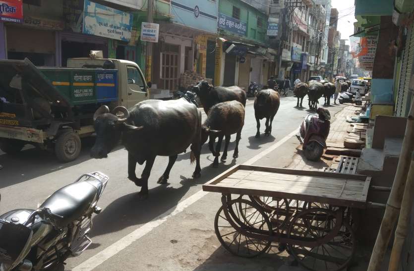 Dairy not shift could यहां शहर की सड़केंं सुबह शाम नजर आती हैं चारागाह...जानिए कारण