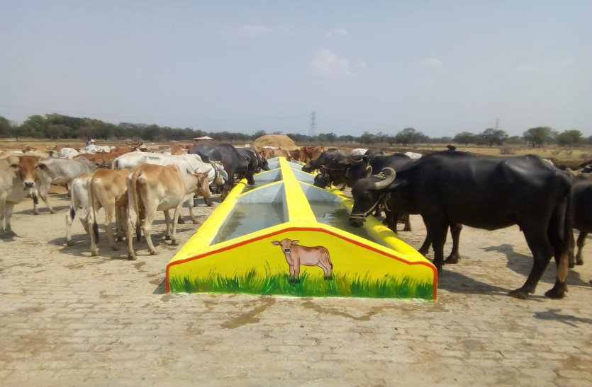 Balod इस जिले के मवेशियों को अब चारे-पानी के लिए भटकना नहीं पड़ेगा
