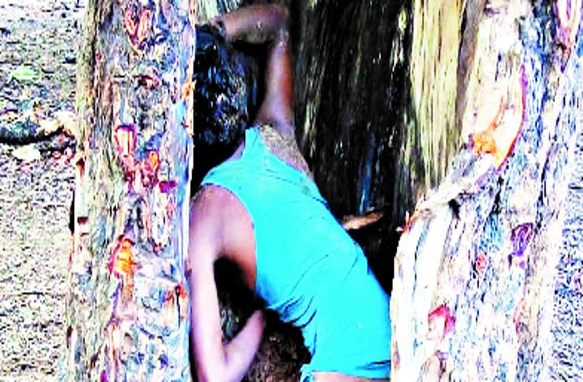 बकरी चराने गया बालक आंधी-तूफान से बचने पेड़ की खोह में छिपा, फिर हो गई मौत बकरी चराने गया बालक आंधी-तूफान से बचने पेड़ की खोह में छिपा, फिर हो गई मौत