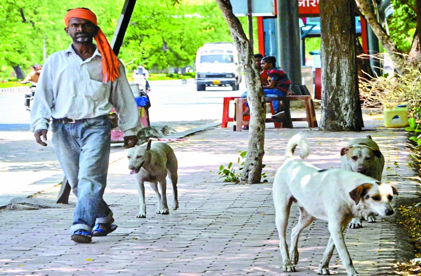 dogs मानवाधिकार आयोग ने कहा जब तक योजनाएं नहीं बनती तब तक हर पीडि़त को मिले 2 लाख मुआवजा