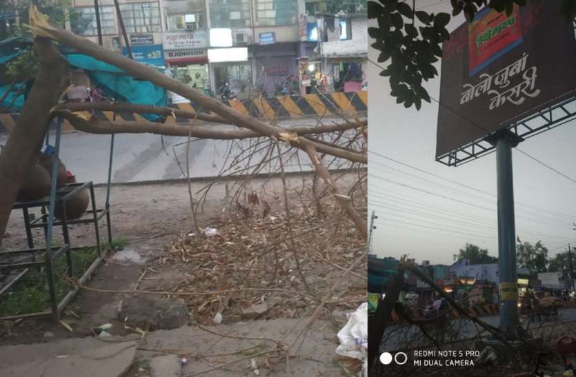 Gutkha was obstructed by advertising tree, found the ax गुटखे के विज्ञापन में आड़े आ रहा था पेड़, चला दी कुल्हाड़ी