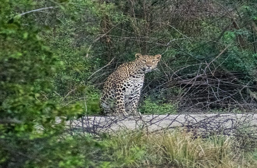 bharatpur घना में फिर से नजर आया पैंथर