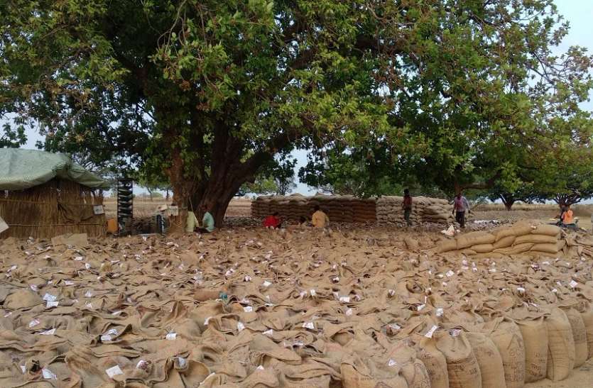 Not being transported, dumps at the centers are millions quintal wheat नहीं हो रहा परिवहन, खरीदी केंद्रों पर डंप है लाखों क्विंटल गेहूं