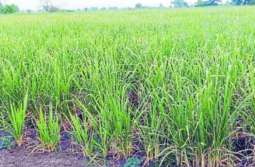 Sugarcane purchased at low prices , farmers financial crunch शुगर मिलों ने कम दाम में खरीदे गन्ने, फिर किसानों के साथ हुआ ये....