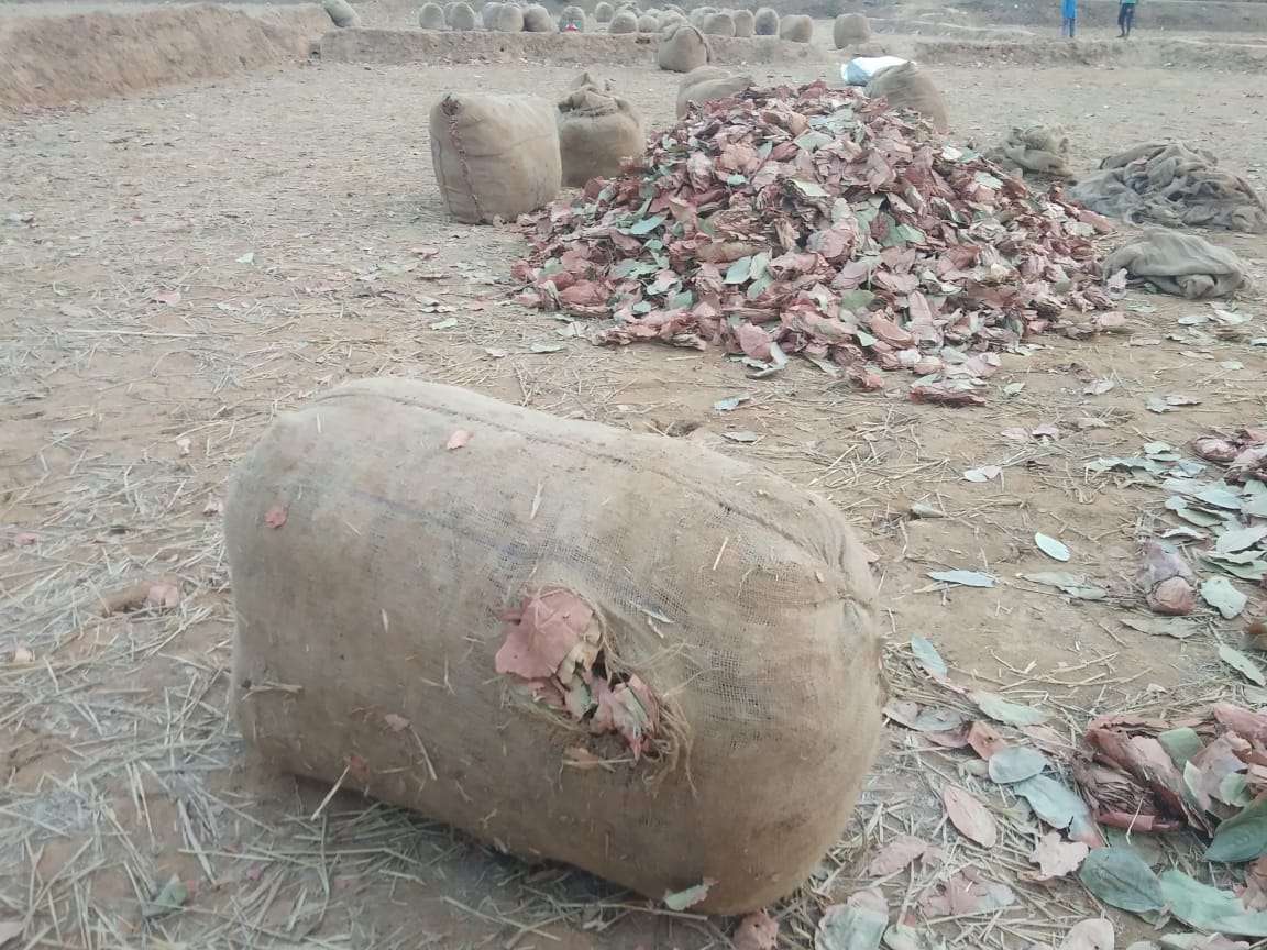 रात भर तेंदुपत्ता के बोरे को हाथियों ने फुटबाल की तरह खेला, नुकसान से बचने डीएफओ ने सुबह किया ये काम...