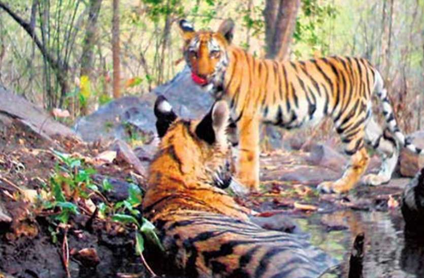 Sanjay Tiger Reserve in three years suspected on the increase of tigers संजय टाइगर रिजर्व में तीन वर्ष में बाघों की वंशवृद्धि पर संशय, प्रबंधन डाल रहा पर्दा