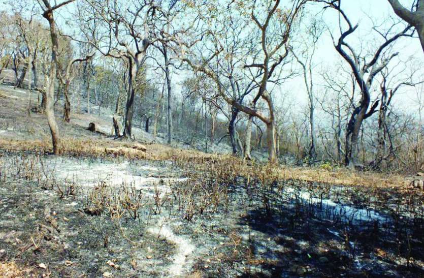मानसून में लौटेगी आग से उजाड़ हुए वन क्षेत्र की हरियाली मानसून में लौटेगी आग से उजाड़ हुए वन क्षेत्र की हरियाली
