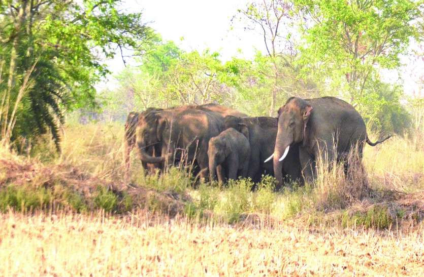 Wild Elephants छत्तीसगढ़ में आतंक मचाकर जंगली हाथी पहुंचे मध्यप्रदेश, काबू करने भेजे गए विशेषज्ञ
