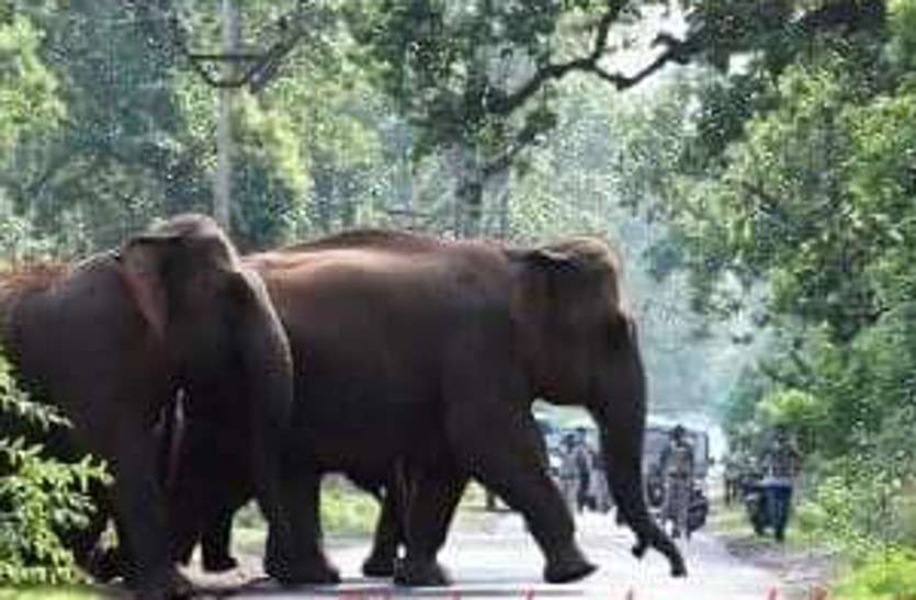 मुख्य मार्गों में भी वन विभाग ने शुरू की पेट्रोलिंग, आने जाने वालों को किया जा रहा सतर्क सावधान! इस सडक़ पर शाम सात बजे के बाद जाना मना है