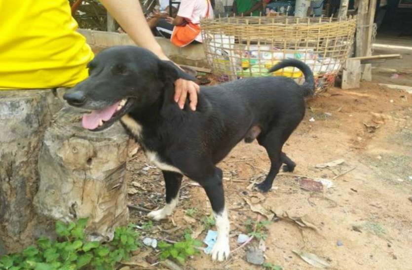dog कुत्ता बना एक नवजात की जिंदगी का रखवाला, जानें पूरी कहानी