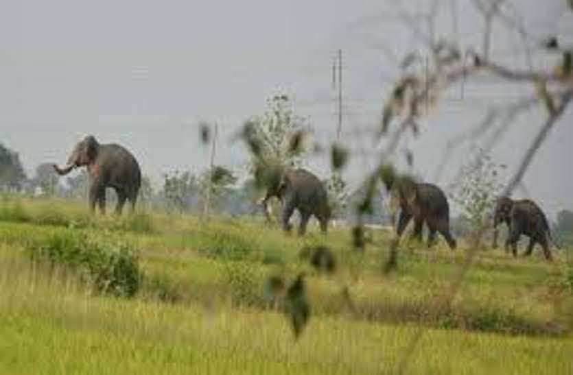 elephant news हाथियों के दल ने जमकर मचाया उत्पात, रोज फसलों को पहुंचा रहे नुकसान