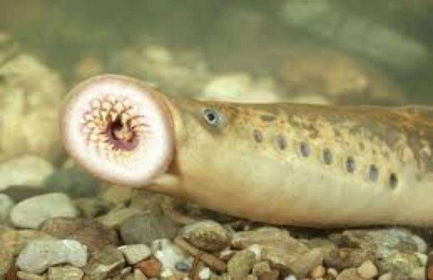 fish