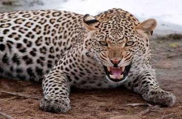 udaipur-news panther-enters-in hills area-udaipur-city-forest VIDEO : जयपुर के बाद अब उदयपुर में पैंथर से लोगेां में दशहत