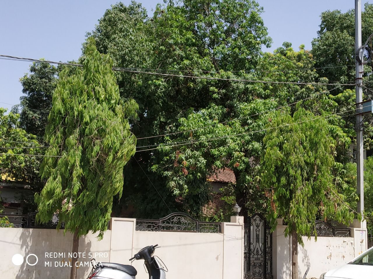 यहां आसमानी आग को औकात बता रहे हैं आंगन में लगे पेड़ यहां आसमानी आग को औकात बता रहे हैं आंगन में लगे पेड़
