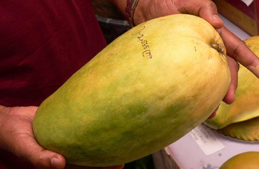 Know About Rare Variety Of Noorjahan Mango - पक गई आमों की मलिका &#39;नूरजहां&#39;,  आखिर क्या खासियत है कि पकने से पहले ही हो जाता है बुक | Patrika News