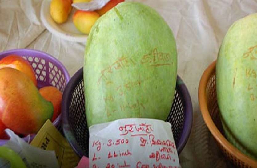 know about rare variety of noorjahan mango पक गई आमों की मलिका 'नूरजहां', आखिर क्या खासियत है कि पकने से पहले ही हो जाता है बुक