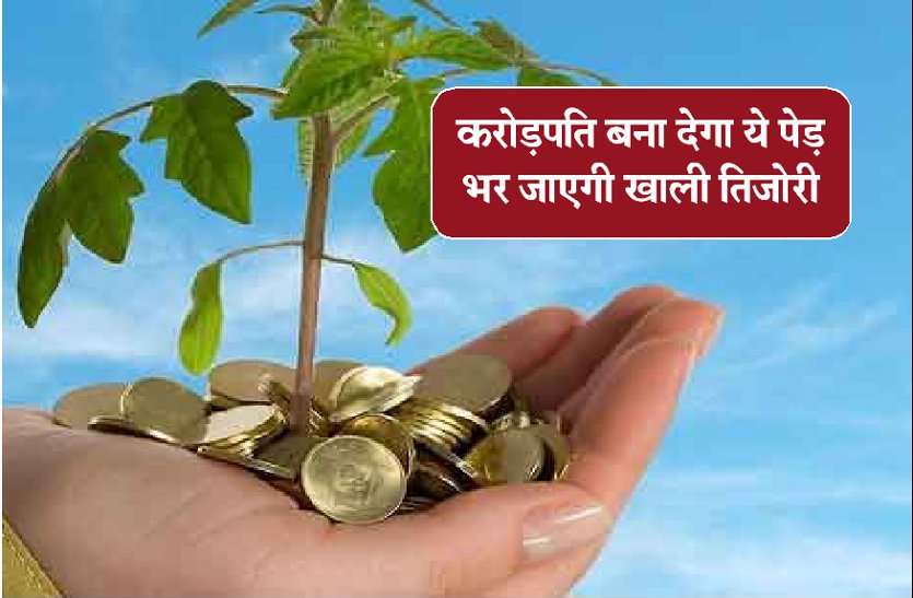vastu shastra tips for money in hindi, ये पेड़ बना देगा करोड़पति, भर जाएगी खाली तिजोरी