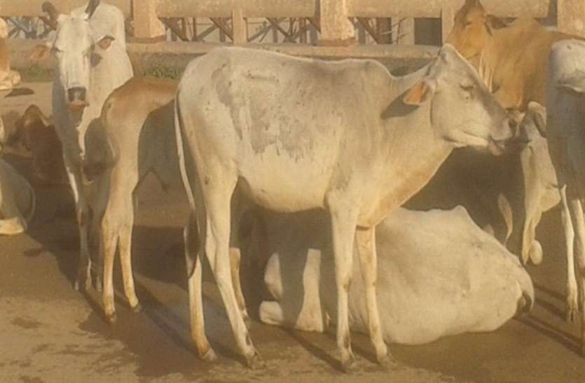 Lack of medical facilities in Navania veterinary hospital पशु चिकित्सालय में चिकित्सा सुविधाओं में कमी, पशुपालक हो रहे परेशान