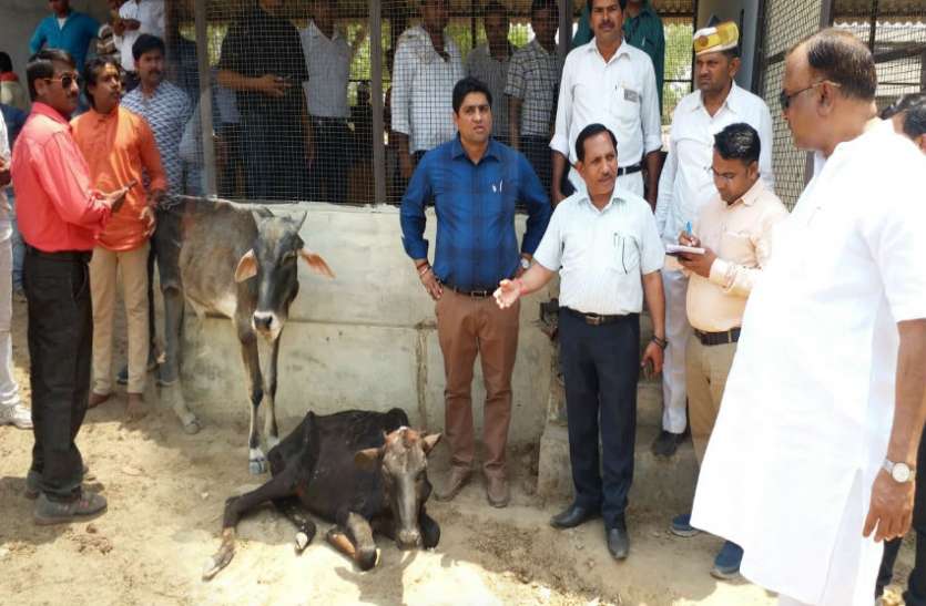 Bulls death in Gaushala गौशाला में गौवंश की मौत, आरएसएस नेताओं ने महापौर के सामने मुर्दाबाद के नारे लगाए, बहसबाजी, देखें वीडियो