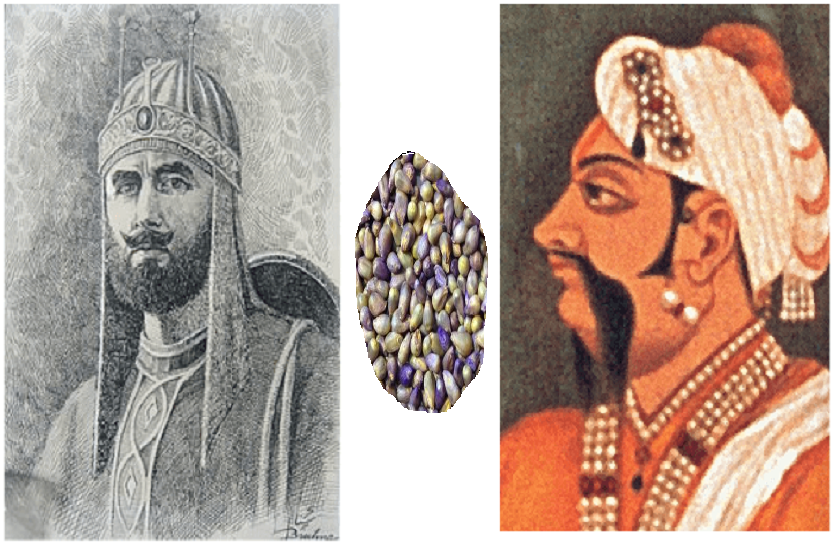 battle of giri sumel when sher shah suri almost lost his kingdom मुट्ठी भर बाजरे के चक्कर में शेर शाह सूरी के हाथ से नकलने वाली थी दिल्ली की गद्दी, जानें यह दिलचस्प दास्तां