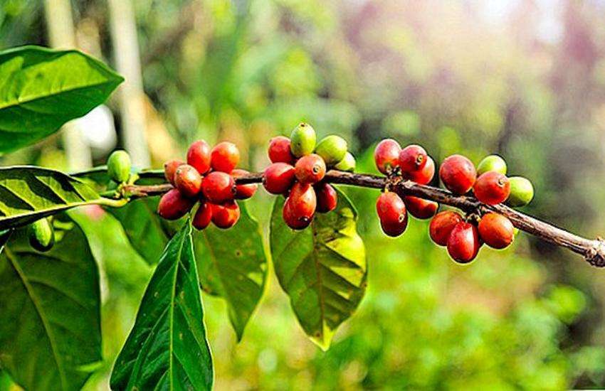 coffe