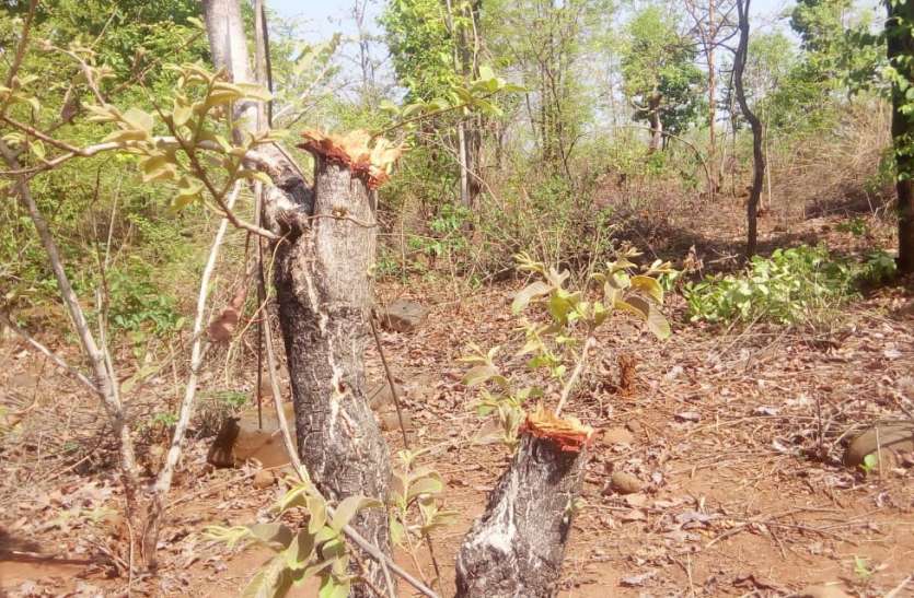 dindori धड़ल्ले से अवैध कटान से उजड़ रहे हरे-भरे जंगल